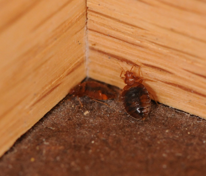 Bed Bug Signs To Watch For Around Your Maryland Home