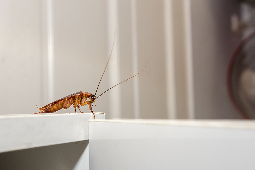 cockroach in bathroom in Hawaii | Sandwich Isle