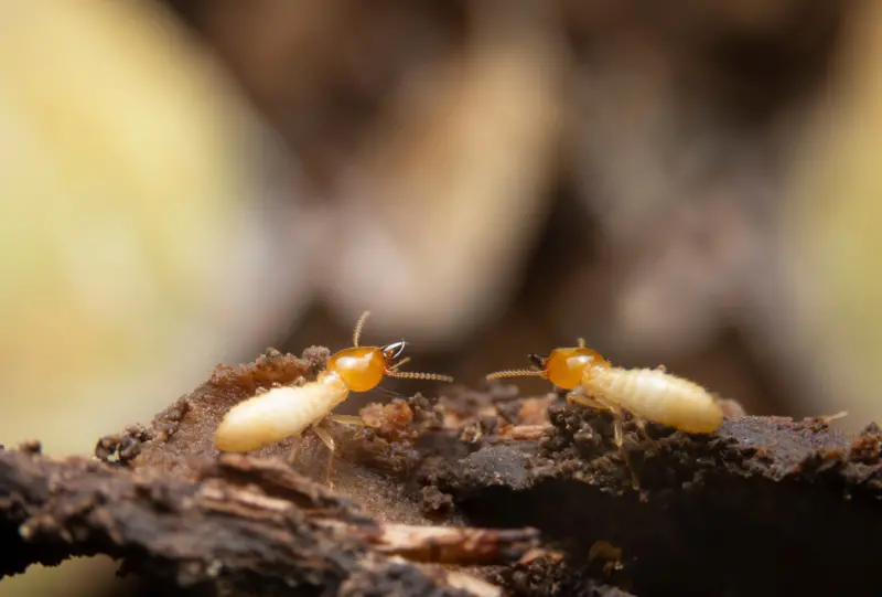 Termites searching for food on a decaying log